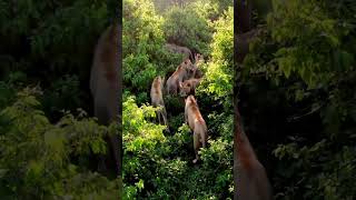 Download lagu Shairon ka Jhund Jungle Mein | Lions in Jungle Drone View 64K Ultra Realistic #lion #majesticwildlif mp3 Download lagu Shairon ka Jhund Jungle Mein | Lions in Jungle Drone View 64K Ultra Realistic #lion #majesticwildlif mp3