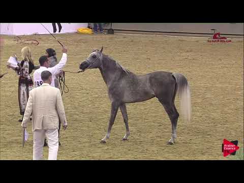 N 188 SAIR AL SHAQAB   2019 Al Shaqab Arabian Horse Show Festival   Colts 2 Years Old Class 1A