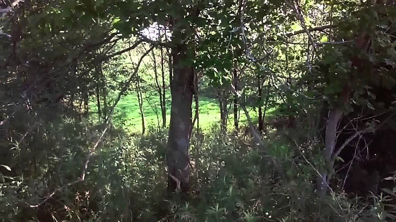 Evaluating Spencer Kentucky Deer Habitat: A Pro Field Assessment