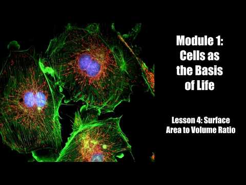 Module 1 Lesson 4 Surface Area to Volume Ratio