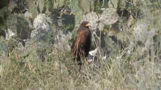preview picture of video 'Harris's hawk perched on a prickly pear cactus. Bayview Texas 2013-02-10'