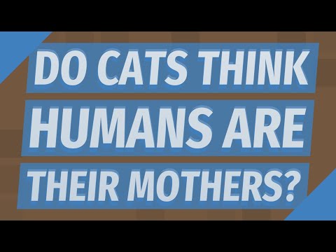 Do cats think humans are their mothers?