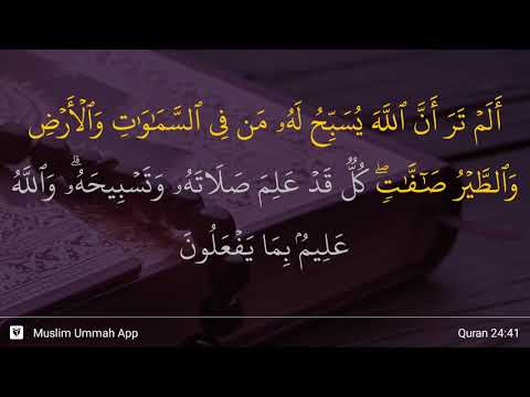 An-Nur ayat 41