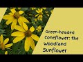 Green-headed Coneflower: the Woodland Sunflower