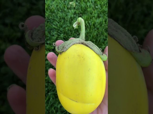 Стандарт поставки видео №1 Баклажан F1 Сырный король Стандарт поставки видео №1 Баклажан F1 Сырный король