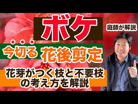  11月に剪定できる木は何ですか?なぜ、どのようにして？実践的なヒントは次のとおりです  庭園