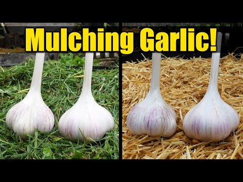 How To Grow Garlic Indoors Anytime Anywhere