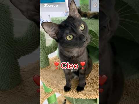 Cleo Cerca Casa | Meravigliosa Dolce Gattina Black Smoke #shorts #cat #perte #help #blacksmoke