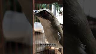 Download lagu Opior paruh tebal jinak dan gacor #pancinganopior #opiorparuhtebal  #opiorgacor mp3