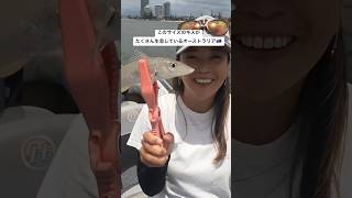 大型のキスがうじゃうじゃいる🇦🇺 #オーストラリア #キス釣り #釣り女子