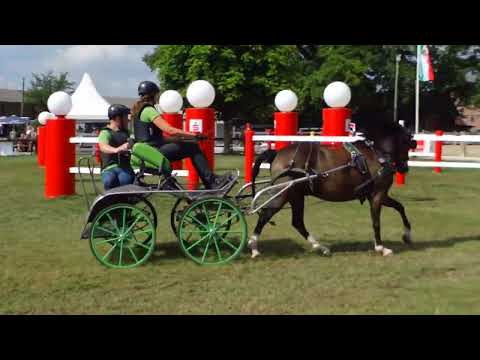 Fahrturnier Ostenfelde 21.8.2022