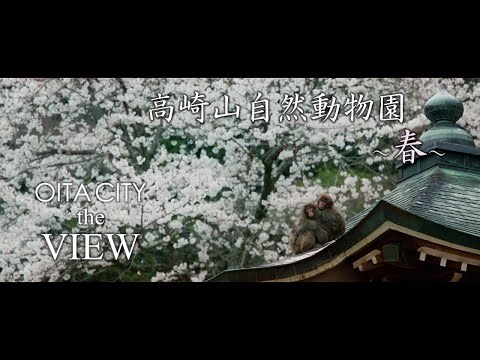【OITA CITY - the VIEW -】高崎山自然動物園（春）