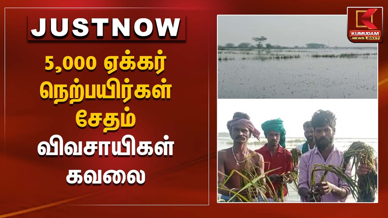 5,000 ஏக்கர் நெற்பயிர்கள் சேதம் – விவசாயிகள் கவலை | Paddy crop loss | Kumudam News