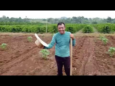 Rastauana - Amada Cacoal