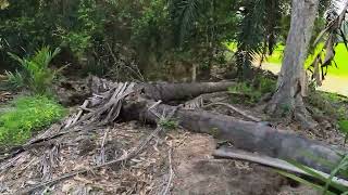 Download lagu update terkini pokok sawit liar yg kita tanam. mp3