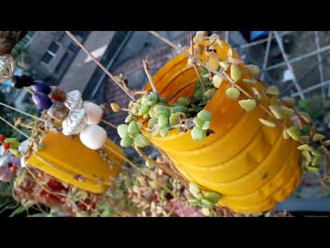 Some answers about my garden....16.1.2019