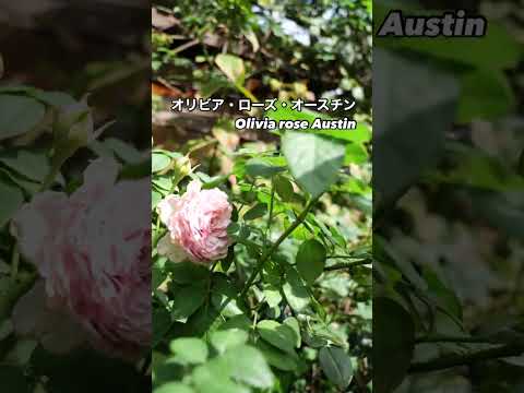 ピンクの花を咲かせる低木: ロマンチックな庭園を作るユニークな 5 種  庭園