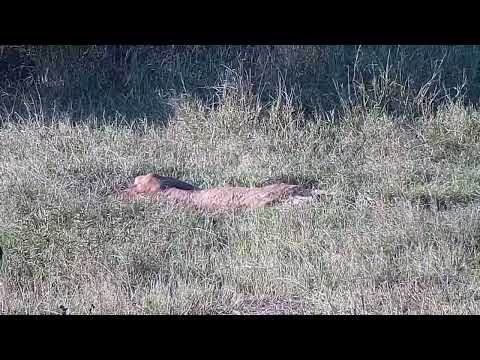 Djuma: Lion-Talamati female Blue/Silver eye resting on the sun - 16:39 - 03/22/2022