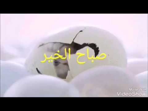 لوكانت القطت تفقص من البيض