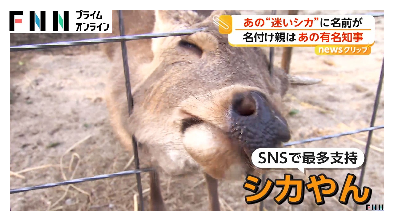 「やっぱり奈良公園のシカやん」迷いシカの命名式 奈良県知事が鹿せんべい2カ月分差し入れ「食べ慣れているかも」（2026年04月03日）