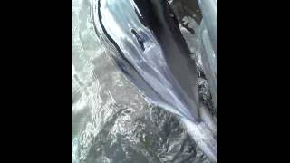 preview picture of video 'Dolphin found in Scott's Creek, Portsmouth, Va.'