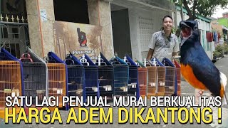 Download lagu UPDATE! QUALITY MURAI CENTER AT POCKET-FRIENDLY PRICES ONLY PKM (PESONA KICAU MANIA) KOJA JAKARTA mp3