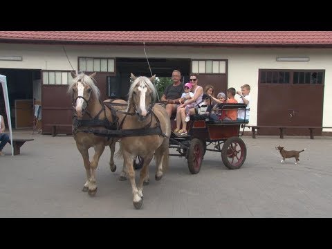 Budziska hobbystów / Konie na wygonie