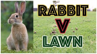 RABBITS V LAWN and Autumn Lawn Tips