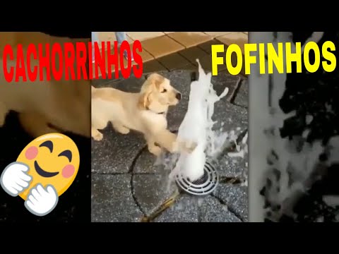 Cachorros e Gatos Fofinhos e Engraçados