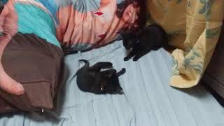 猫動画 仔猫たちのじゃれあい よっぴぃ動画