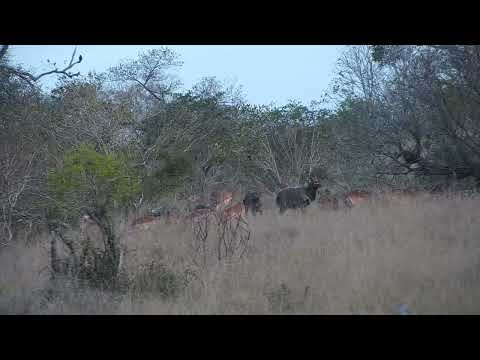 Djuma: Nyala bull and Impalas - 16:33 - 08/10/2023