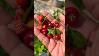 Download lagu Cherry fruit plants are suitable for planting in pots #cherryplants #cherry mp3 Download lagu Cherry fruit plants are suitable for planting in pots #cherryplants #cherry mp3