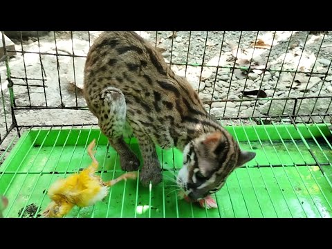 Until Chicks Become Live Food For Bobcat Sumatera/Asian Leopard Cat[Live Feeding Documenter
