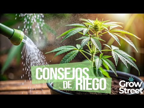 Cannabis Watering Guide - Tips for Epic Growth