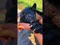 Big Cat Claws! AMAZING