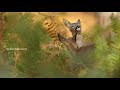 Pooveduthu Maala Katti Hd Video Song