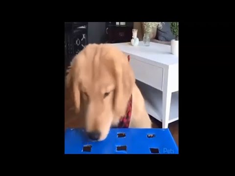 Cool dogs and cats - not the smartest dogs doing dumb things - laugh at funny dogs compilation