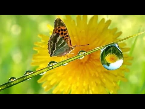 RAIN AND WIND / WHITE NOISE