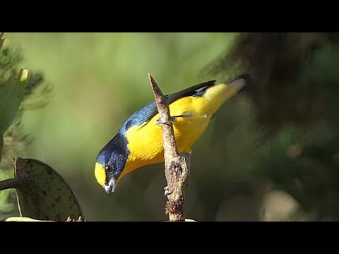 Thick-billed Euphonia in Costa Rica.
