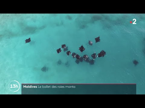Maldives : Le ballet des raies manta