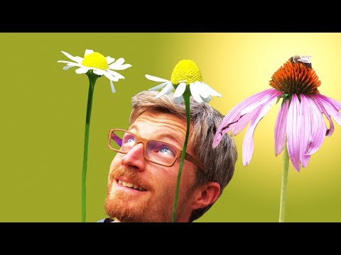 Growing medicinal plants in the garden. Harvesting and extracting echinacea extract.