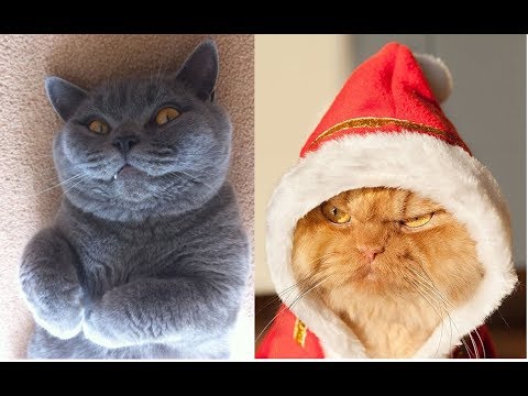 CATS THAT Are Mad At Their Owners Video