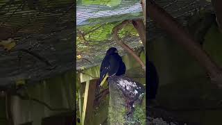 Download lagu Black Siskins | Bird Aviary mp3 Download lagu Black Siskins | Bird Aviary mp3