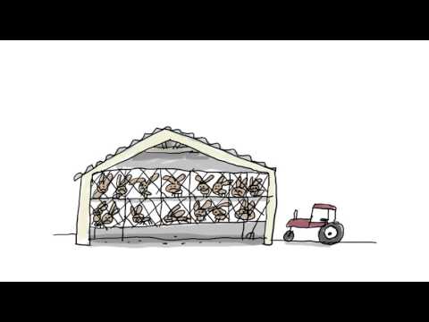 C'est quoi être végétarien ? - 1 jour, 1 question