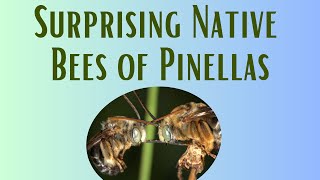 Surprising Native Bees of Pinellas