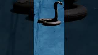 Download lagu nagin 6 epsode 34 nagmni green screen snake nagin video mp3 Download lagu nagin 6 epsode 34 nagmni green screen snake nagin video mp3