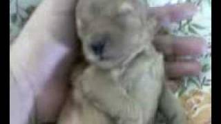 Download lagu puppy Pretzel mp3 Download lagu puppy Pretzel mp3