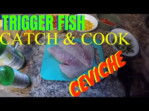 TRIGGER FISH CATCH AND COOK (CEVICHE)