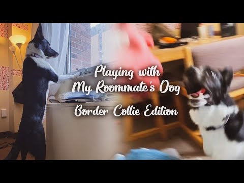 Playing with my roommate’s Dog | Border Collie Edition |