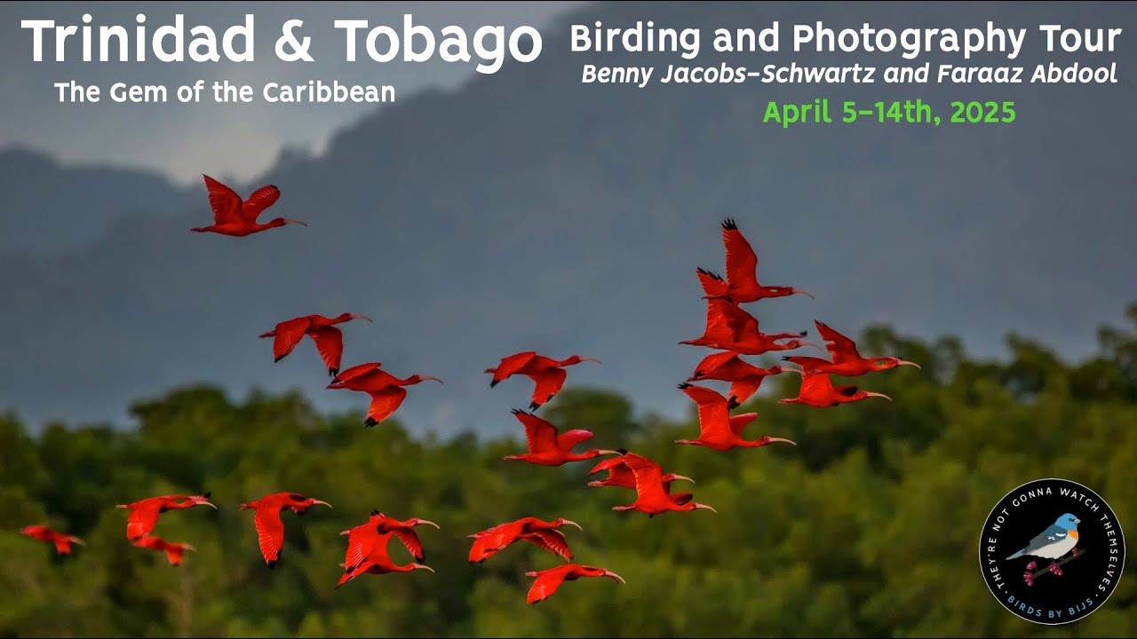 Trinidad and Tobago - Birding and Photography Tour